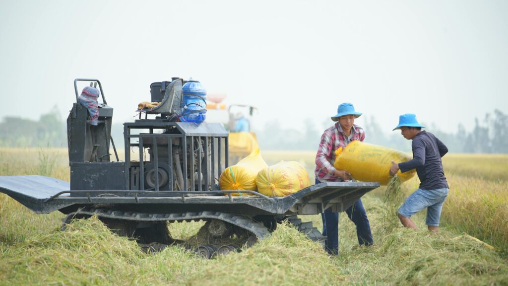 Two farmers working together to harvest rice using machinery in a sunlit field.