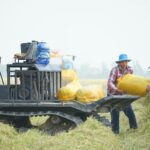 Two farmers working together to harvest rice using machinery in a sunlit field.