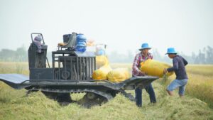 Two farmers working together to harvest rice using machinery in a sunlit field.